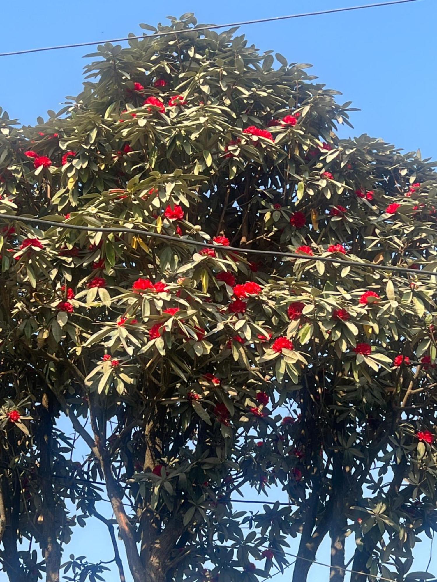 Nagarkot Resort Pvt. Ltd المظهر الخارجي الصورة